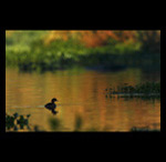 Little Grebe fine art prints india